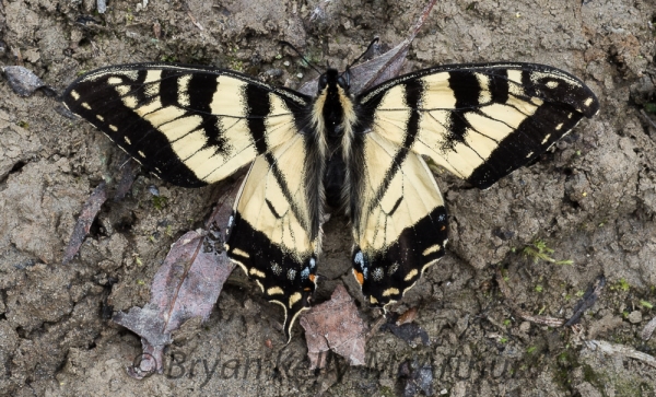 Photo of Papilio canadensis by Bryan Kelly-McArthur